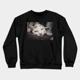 abandoned kitten Crewneck Sweatshirt